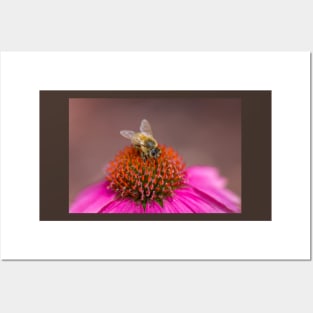 Bee on Wild Berry Coneflower Posters and Art